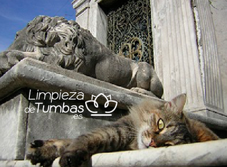 gatos cementerio de la recoleta