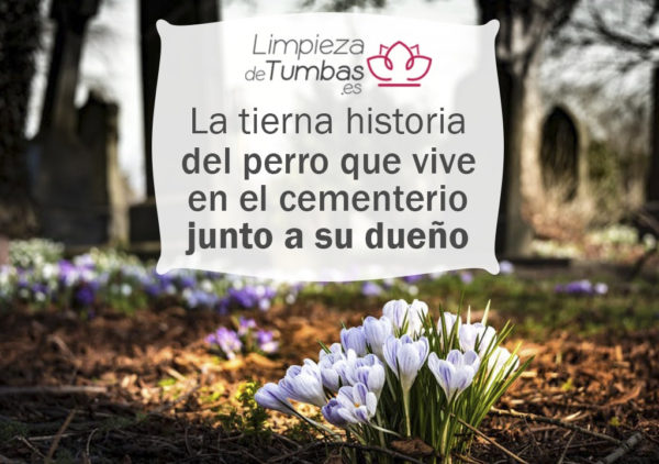 perro que vive en cementerio