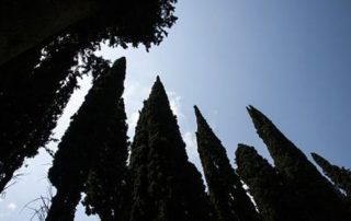 arbol de la muerte