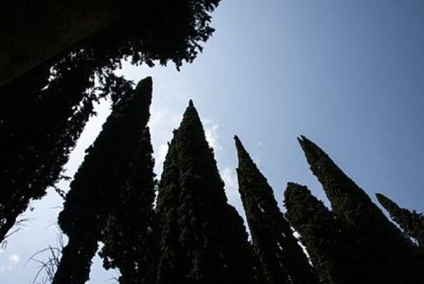 arbol de la muerte arbol de la muerte