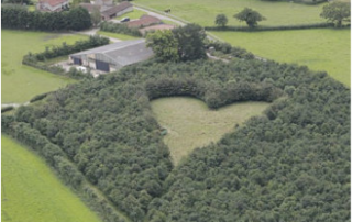 corazon de arboles